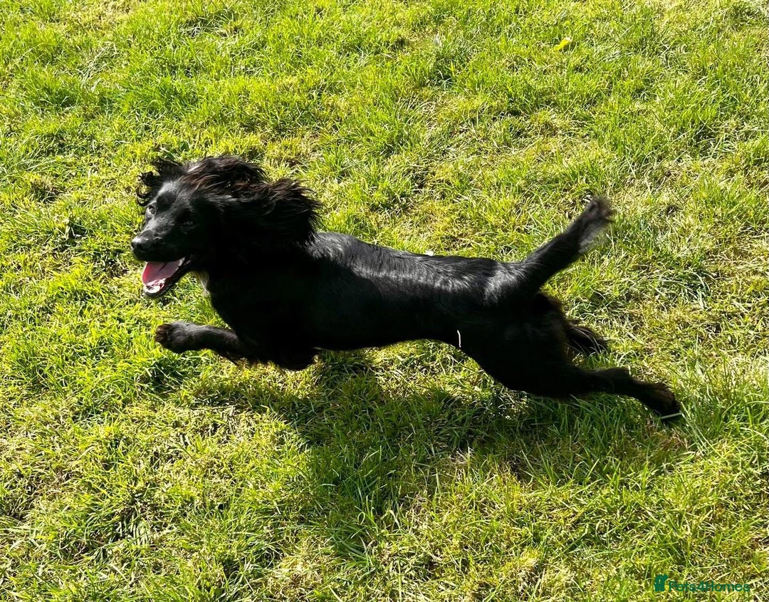 Cocker Spaniel dogs for sale: Cocker Spaniel Pups - Solid & Roan - Farlavale - Advert 31