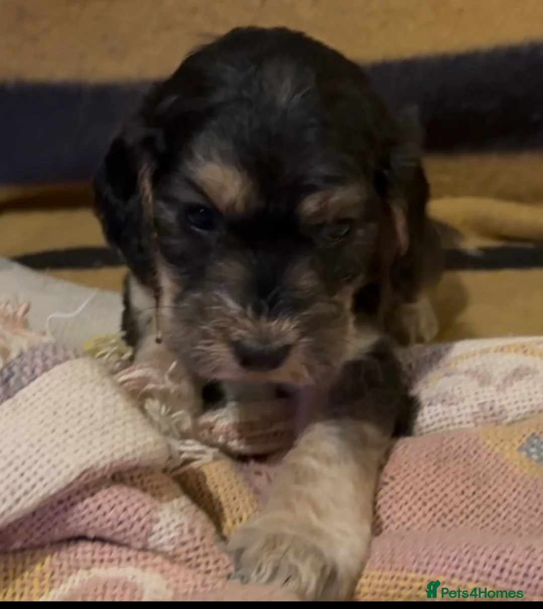 Cocker Spaniel dogs for sale: Cocker spaniel puppies in Arundel - Advert 2