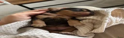 Cocker Spaniel dogs for sale: ⭐ 2 BEAUTIFUL COCKER SPANIEL BOYS⭐ - Advert 5