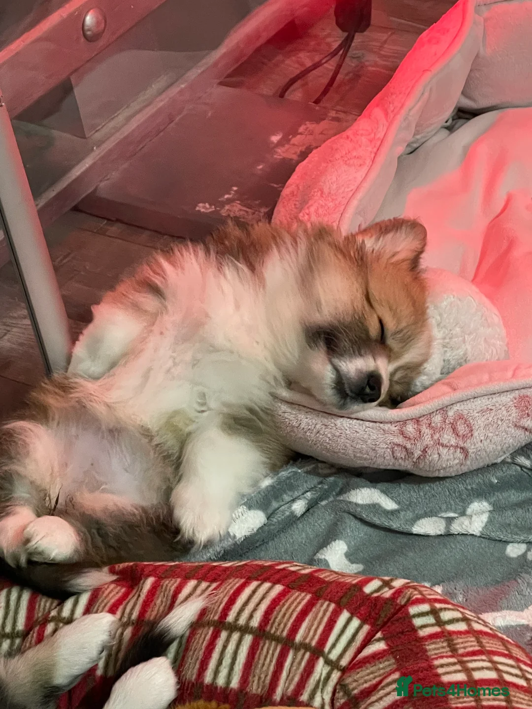 Welsh Corgi Pembroke dogs for stud: TOP QUALITY PROVEN !!! KC Pembroke Corgi for stud in Rugby - Advert 17