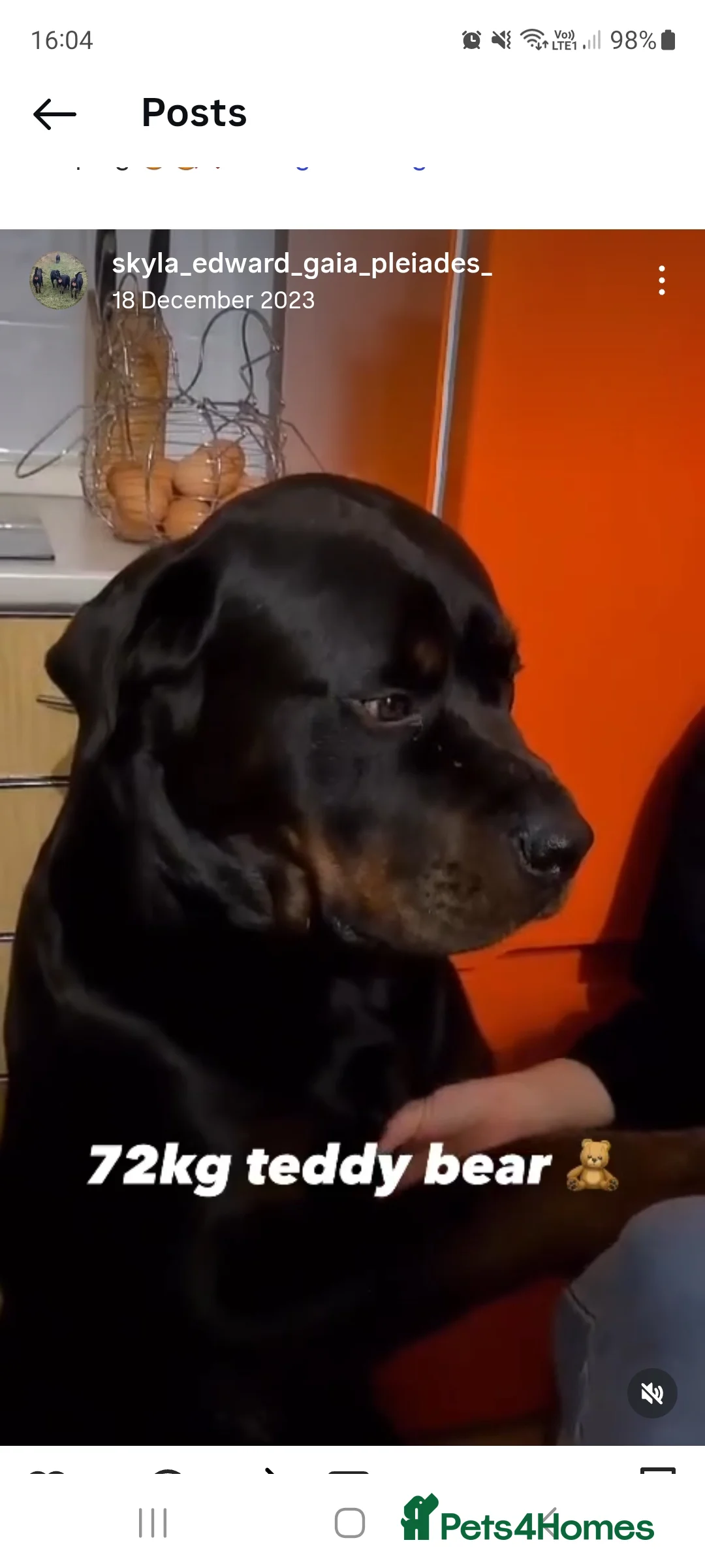 Rottweiler dogs for sale: GIANT ROTTWEILER PUP. PICK OF LITTER FEMALE - Advert 2