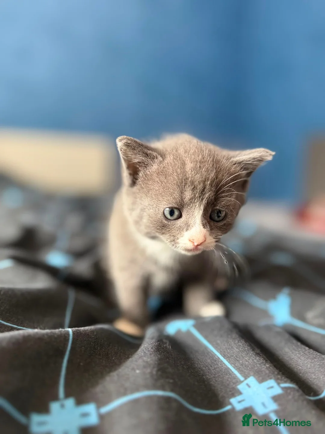 Mixed Breed cats for sale: 4 gorgeous kittens left  in Wisbech - Advert 2