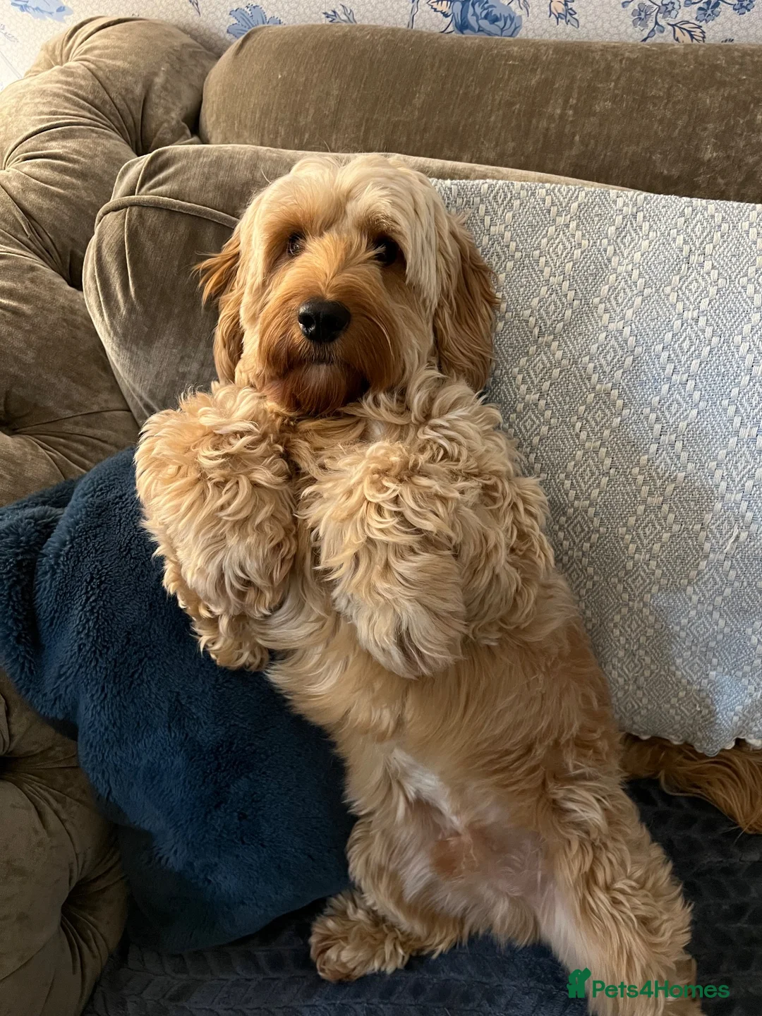 Cockapoo dogs for sale: Roo the cockapoo in Crewe - Advert 2