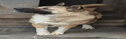 Akita dogs for sale: FEMALE AMERICAN AKITA - Advert 3