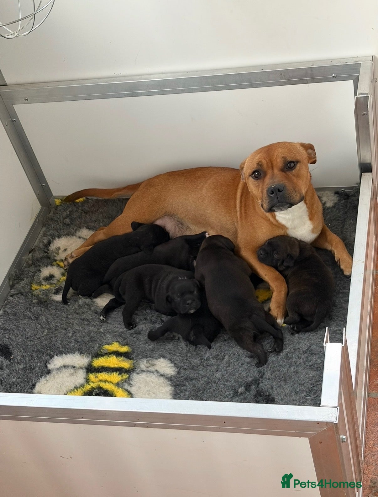 Staffordshire Bull Terrier dogs Chunky KC Registered Staffordshire Puppies - Advert 1