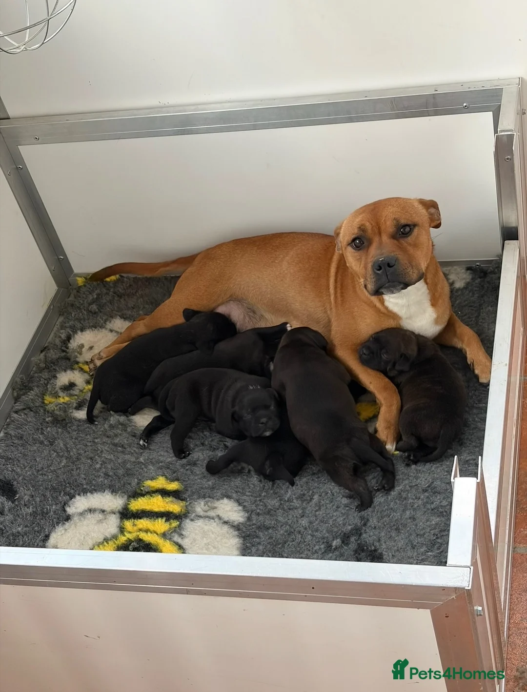 Staffordshire Bull Terrier dogs for sale: Chunky KC Registered Staffordshire Puppies - Advert 1
