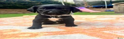 Springador dogs for sale: Beautiful Springador Puppies 🐾 - Advert 9