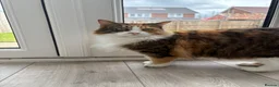 Mixed Breed cats for sale: Beautiful cat  - Advert 4