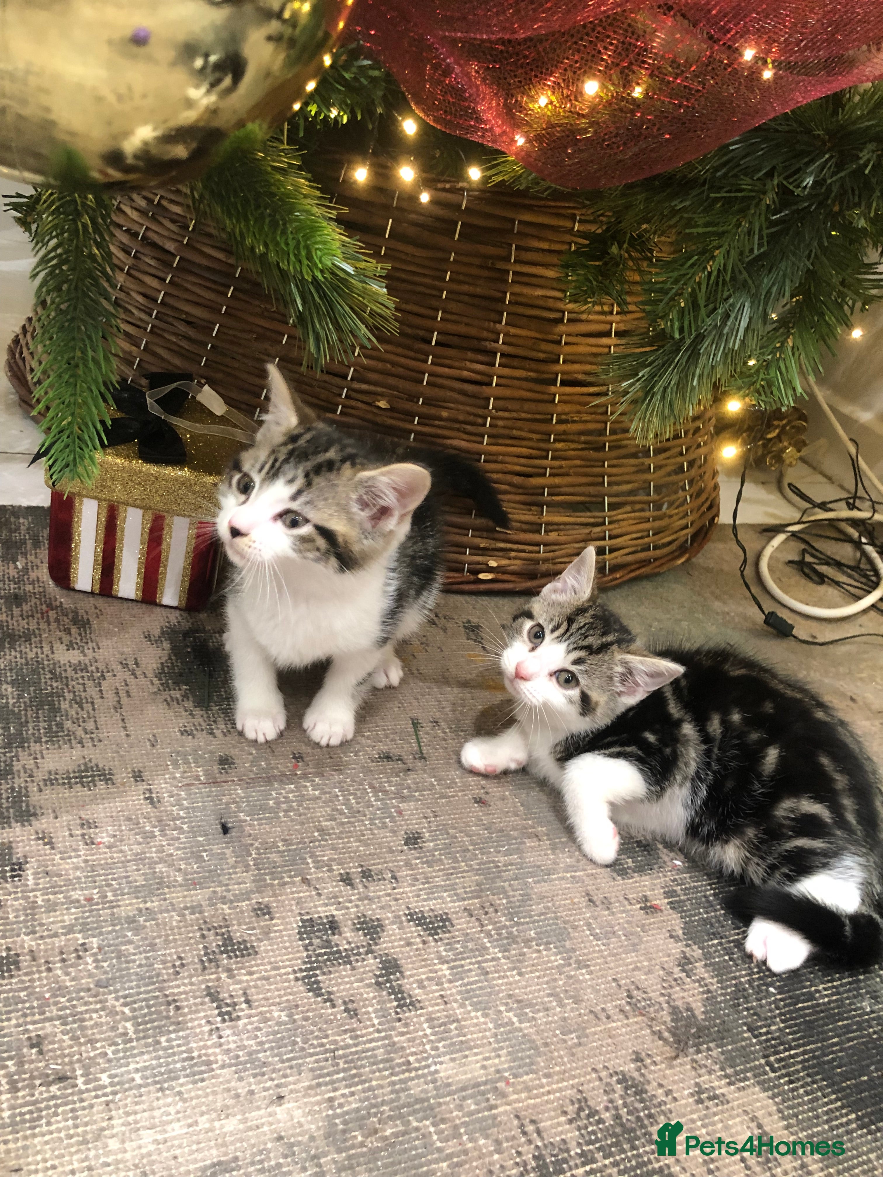 Mixed Breed cats 4 Lovely kittens for sale  - Advert 1