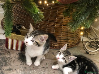 Mixed Breed cats 4 Lovely kittens for sale - Advert 1