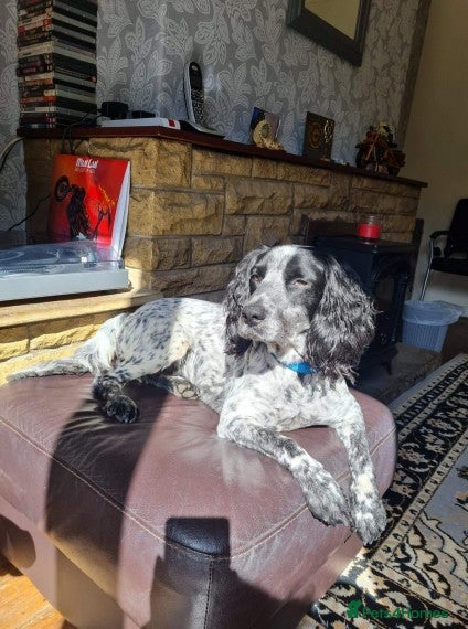 English Springer Spaniel dogs Beautiful springer spaniel for stud in Shipley - Advert 3