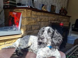 English Springer Spaniel dogs in Shipley - Advert 2