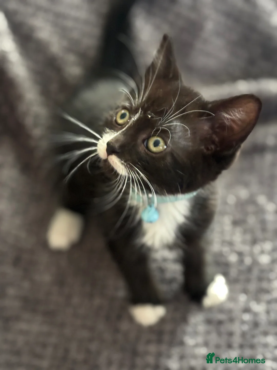 Mixed Breed cats for sale: Playful kittens  in Ipswich - Advert 2