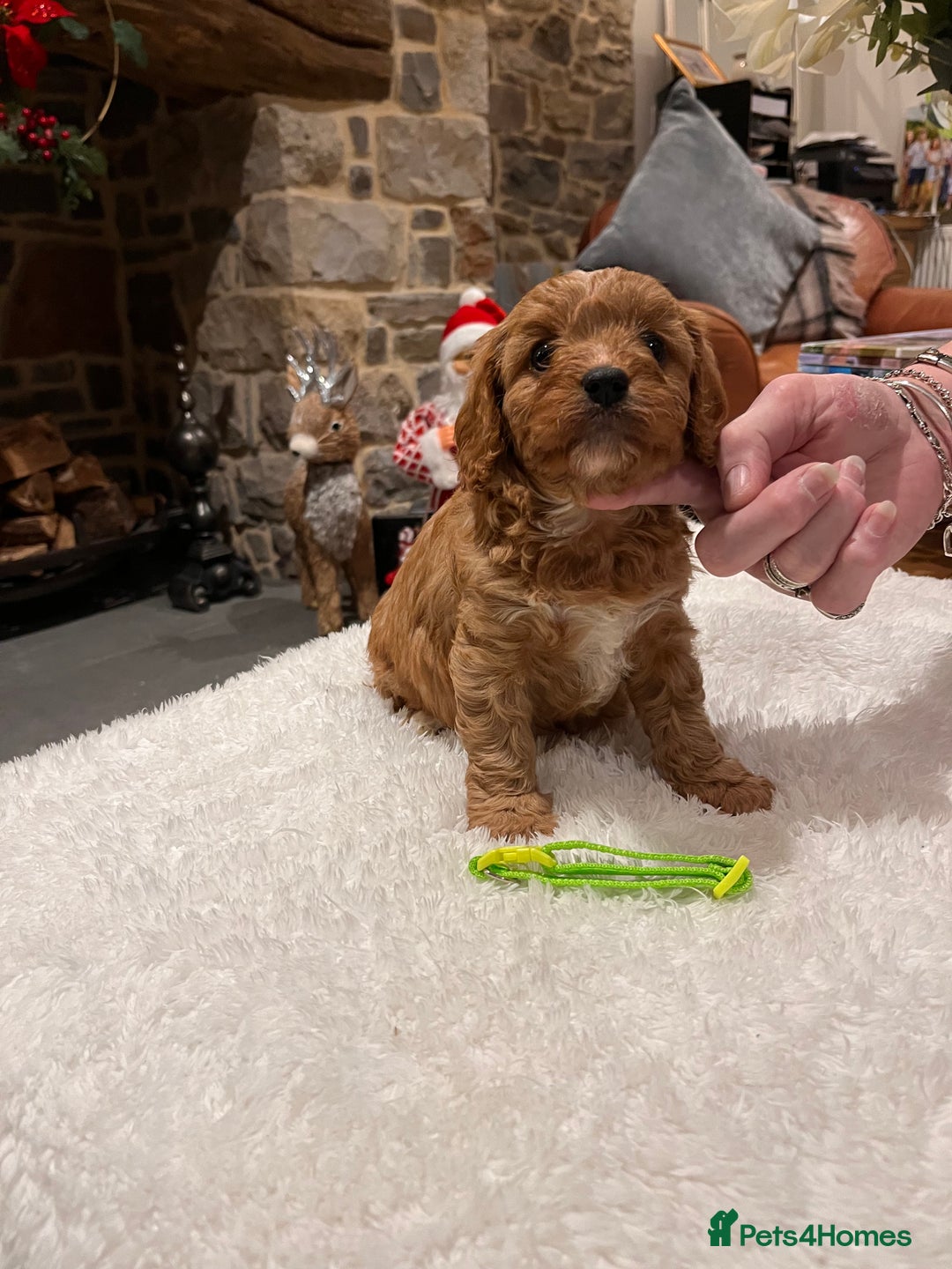 Cavapoo dogs for sale: Gorgeous litter of F1 Cavapoo puppies  - Advert 7