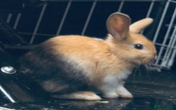 Mini Lop rabbits for sale: Mini Lops & H/LopxLion nearly7w Read description) - Image 15