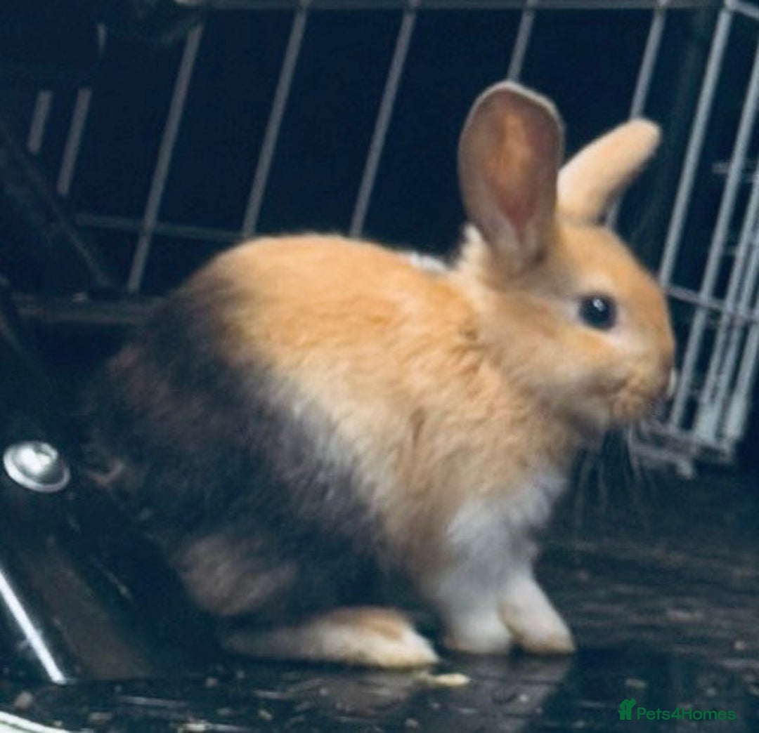 Mini Lop rabbits for sale: Mini Lops & H/LopxLion nearly7w Read description) - Image 15