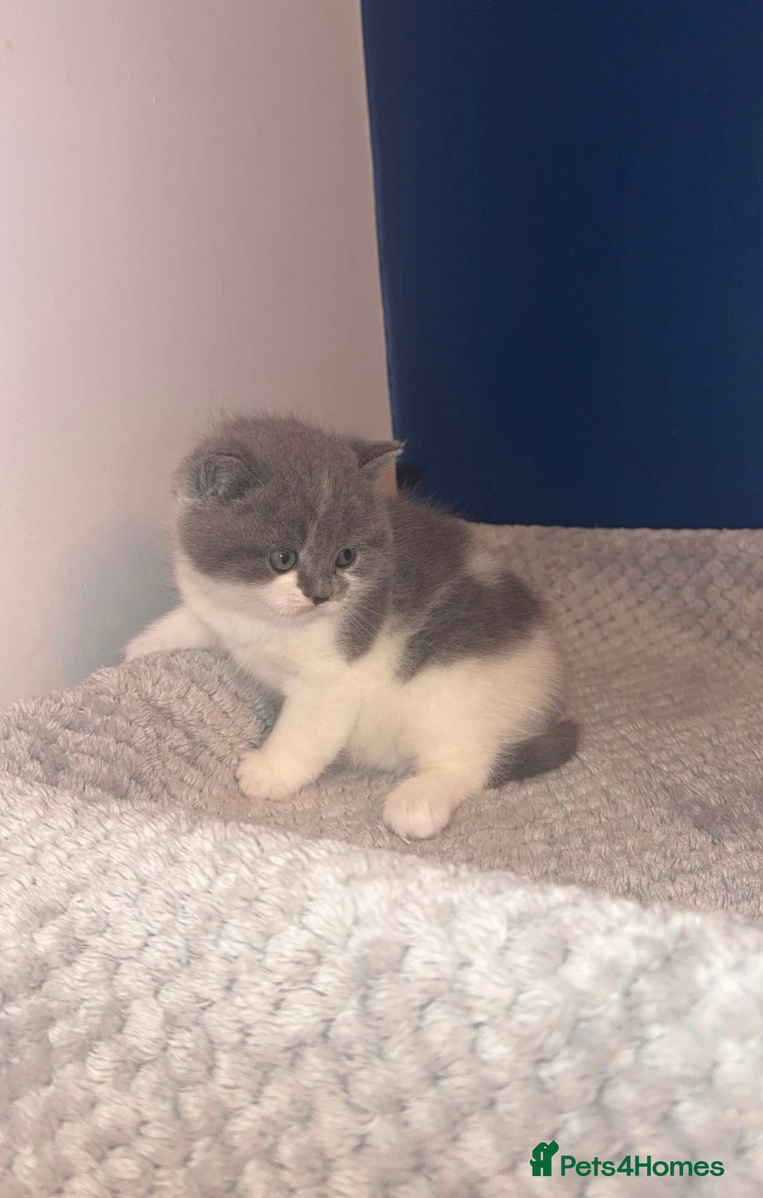 British Shorthair cats for sale: GCCF registered male 🩵  - Advert 6