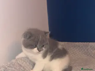 British Shorthair cats GCCF registered male 🩵 - Advert 13