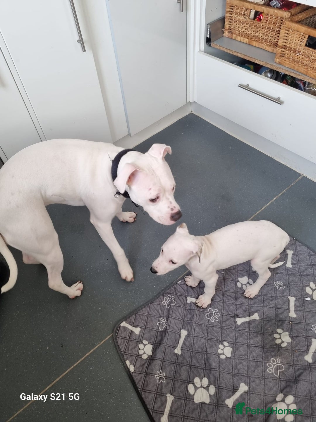 Mixed Breed dogs for sale: Staff cross (2 girls) - Advert 1