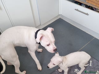 Mixed Breed dogs Staff cross (2 girls) - Advert 1