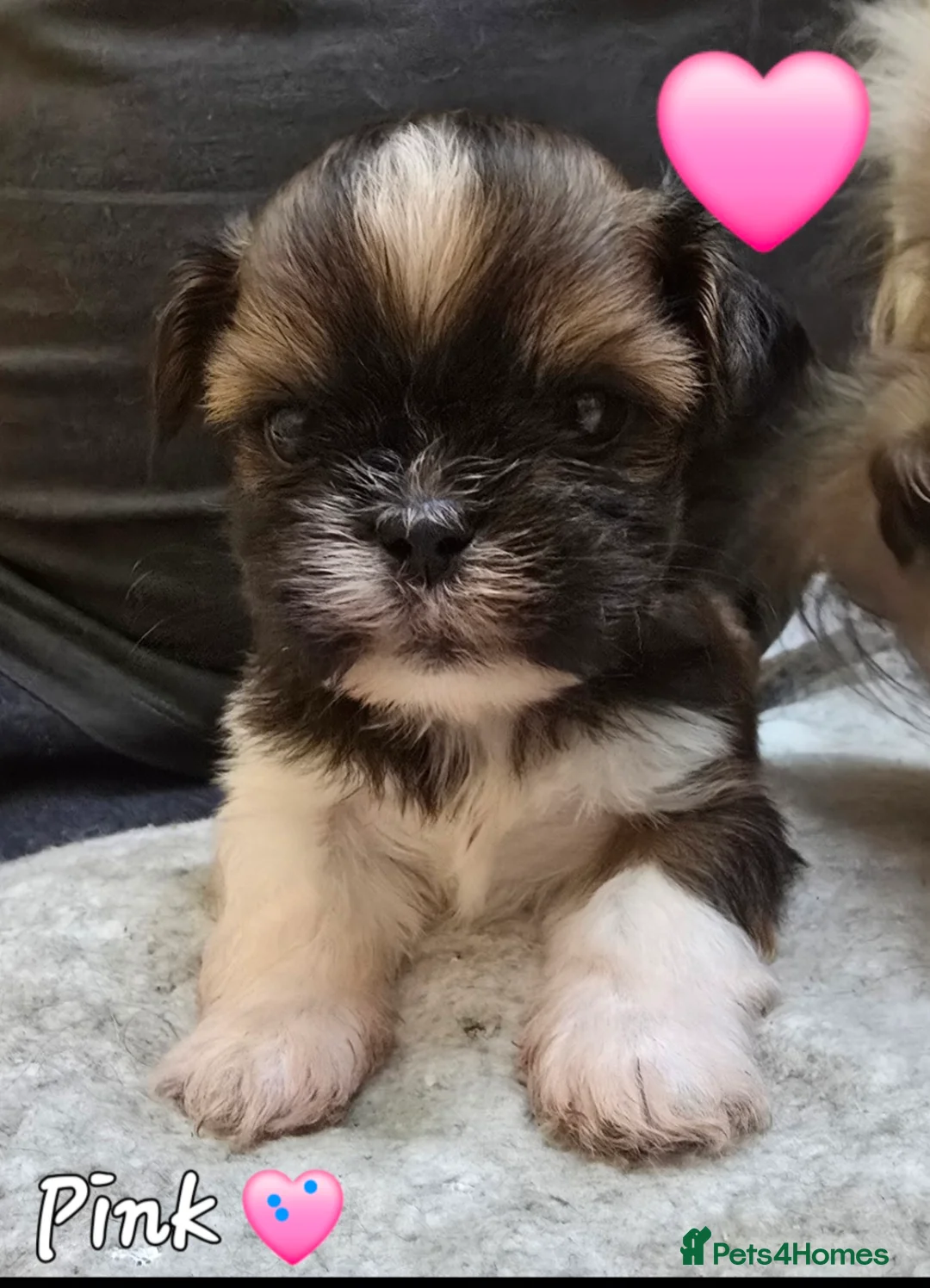 Lhasa Apso dogs for sale: Lhasa Apso Pups For Sale PARENTS PRA4 CLEAR  - Advert 5