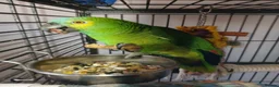 Parrots birds for sale: Blue Fronted Amazon  - Advert 2