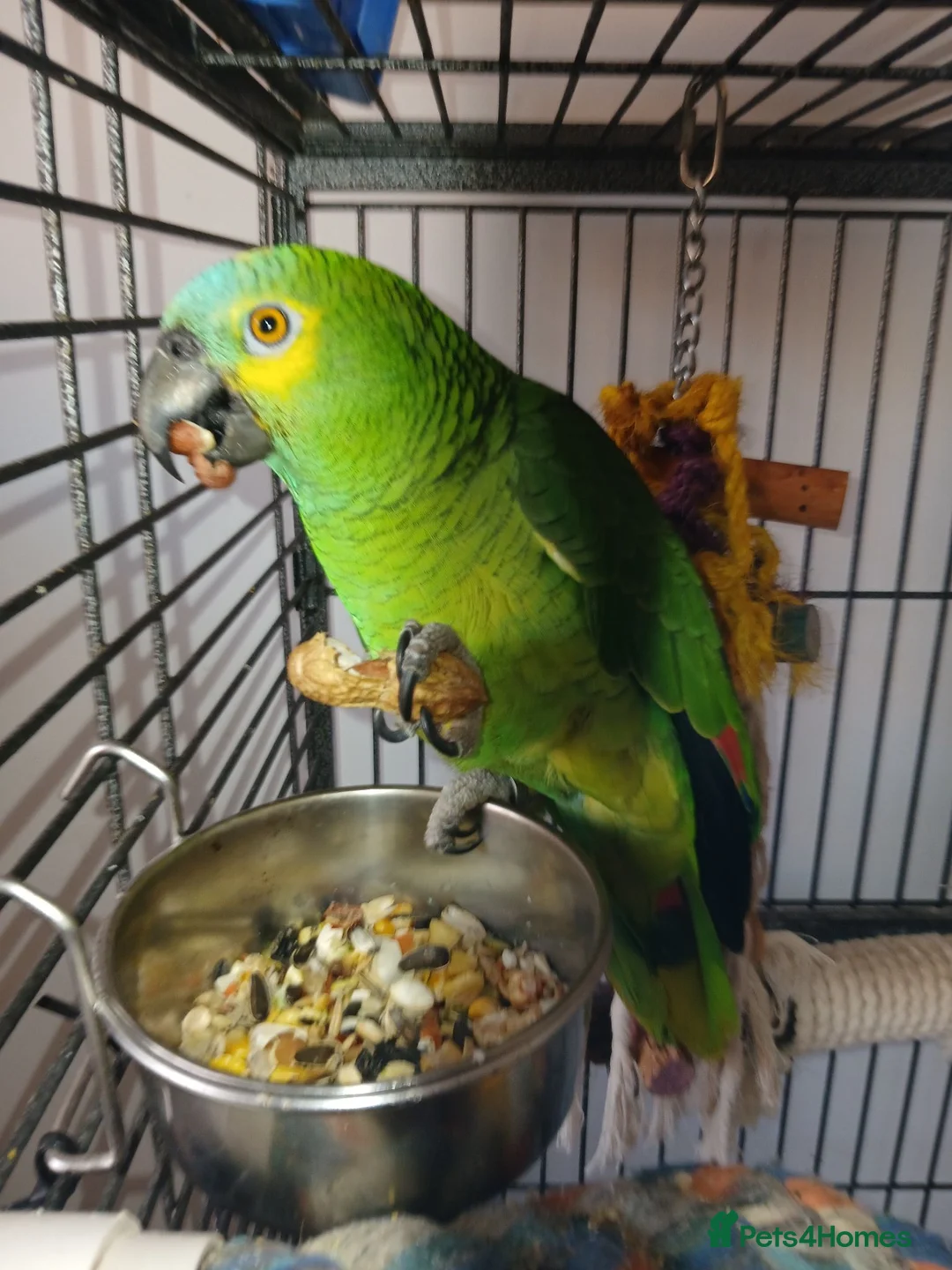 Parrots birds for sale: Blue Fronted Amazon  - Advert 2