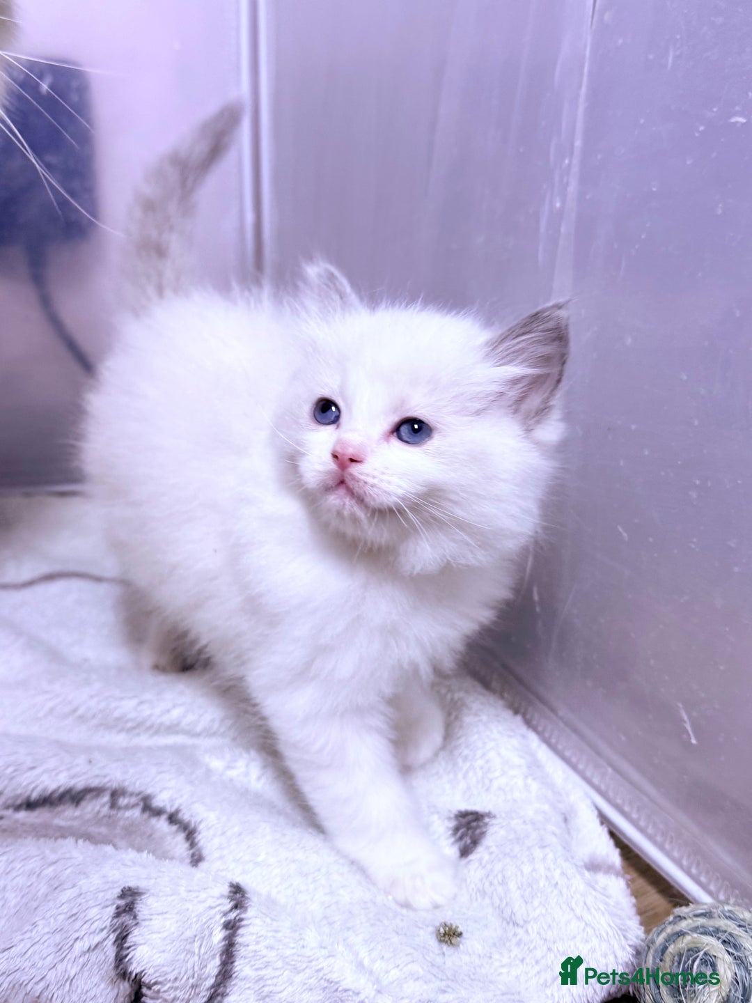 Ragdoll cats for sale: 💕🏅GCCF reg. Champ blood Beautiful Ragdolls 🏅💕 - Advert 3