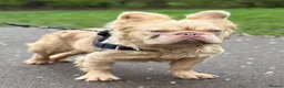 French Bulldog dogs for sale: French bulldog long hair - Advert 4