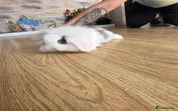 Mini Lop rabbits for sale: Mini lop bunnies ready now  - Image 5