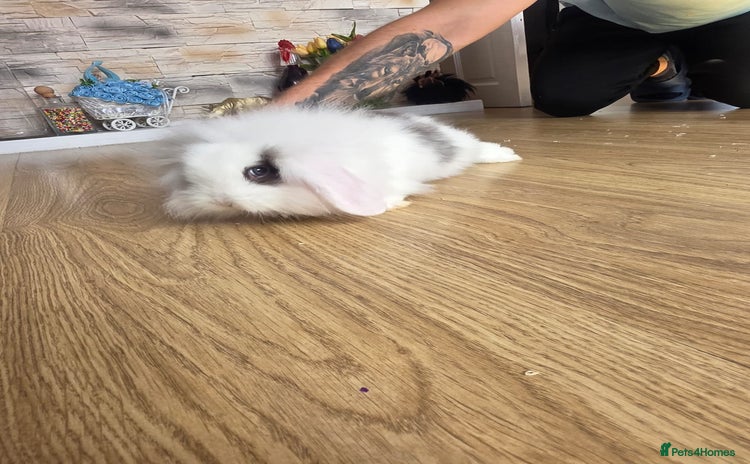 Mini Lop rabbits - Advert 11