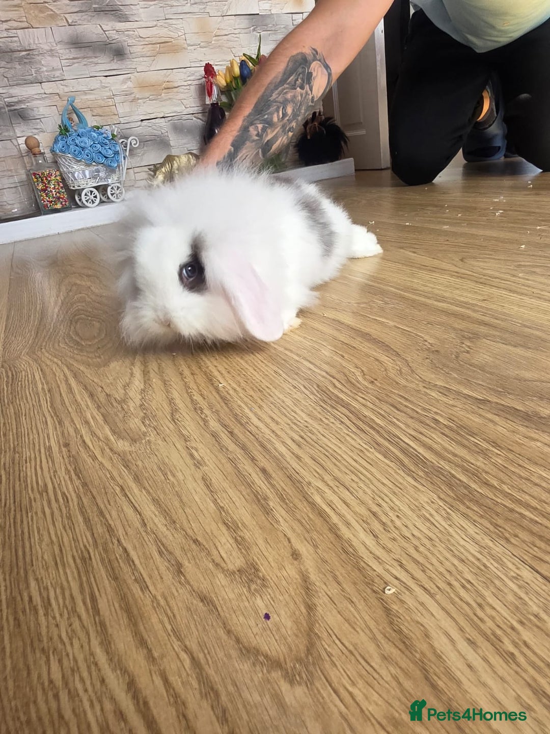 Mini Lop rabbits for sale: Mini lop bunnies ready now  - Image 5