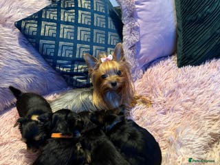 Yorkshire Terrier dogs ⭐ Yorkieshire Terrier puppies – KC Registered ⭐ - Advert 7