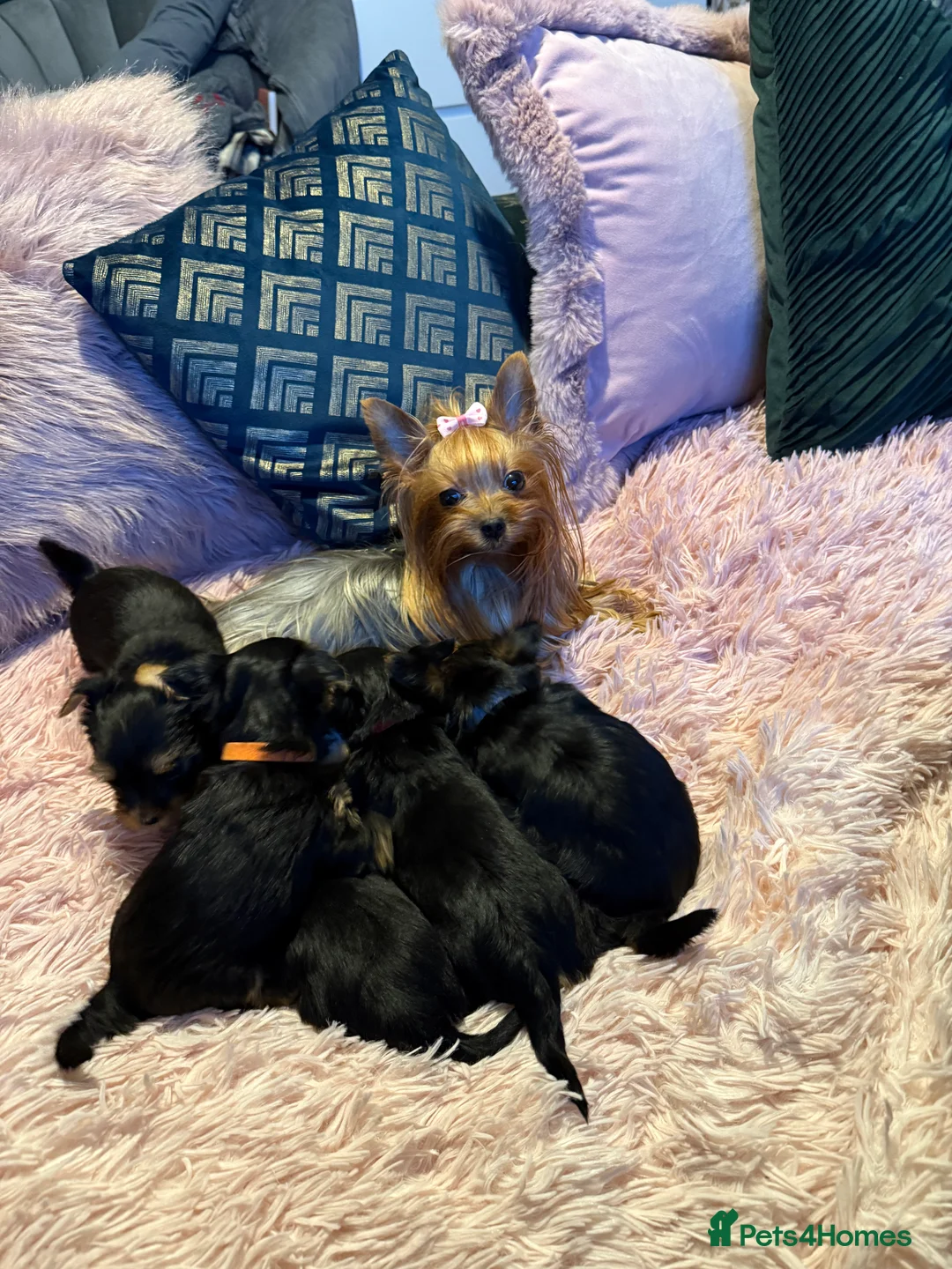 Yorkshire Terrier dogs for sale: Yorkshire terrier small girl-KC register  - Advert 1