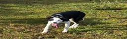Border Collie dogs for sale: 8 month old Border Collie Male - Advert 4