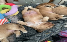 Cocker Spaniel dogs for sale: KC Registered Quality Show Type Cocker Puppies   - Image 3
