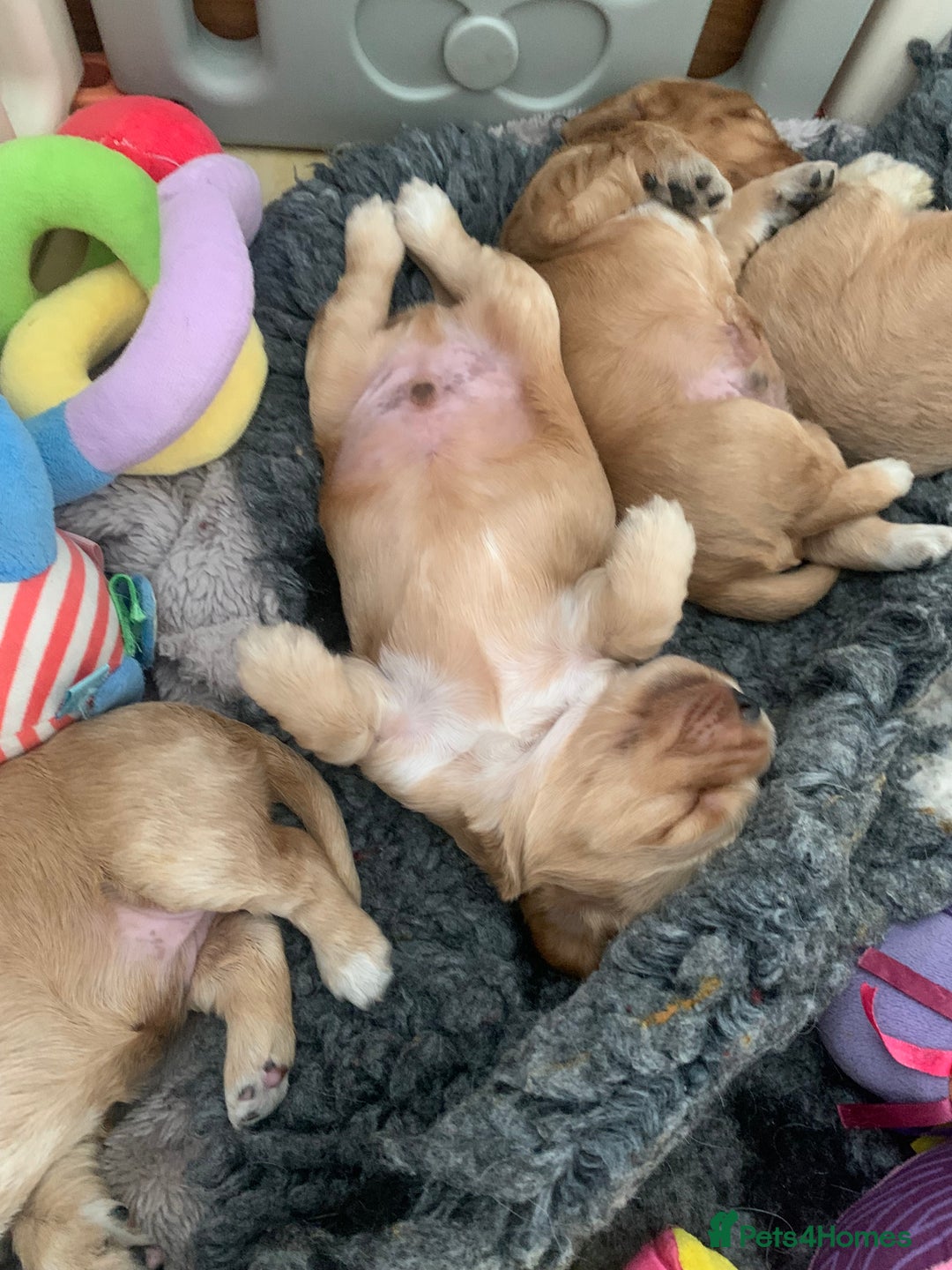Cocker Spaniel dogs for sale: KC Registered Quality Show Type Cocker Puppies   - Image 3