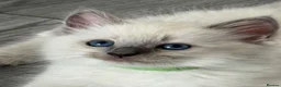 Ragdoll cats for sale: Stunning bluepoint ragdoll kittens  - Advert 36