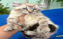 Keetso cats for sale: Stunning polydactyl longhaired snow leopard Keetso - Image 31