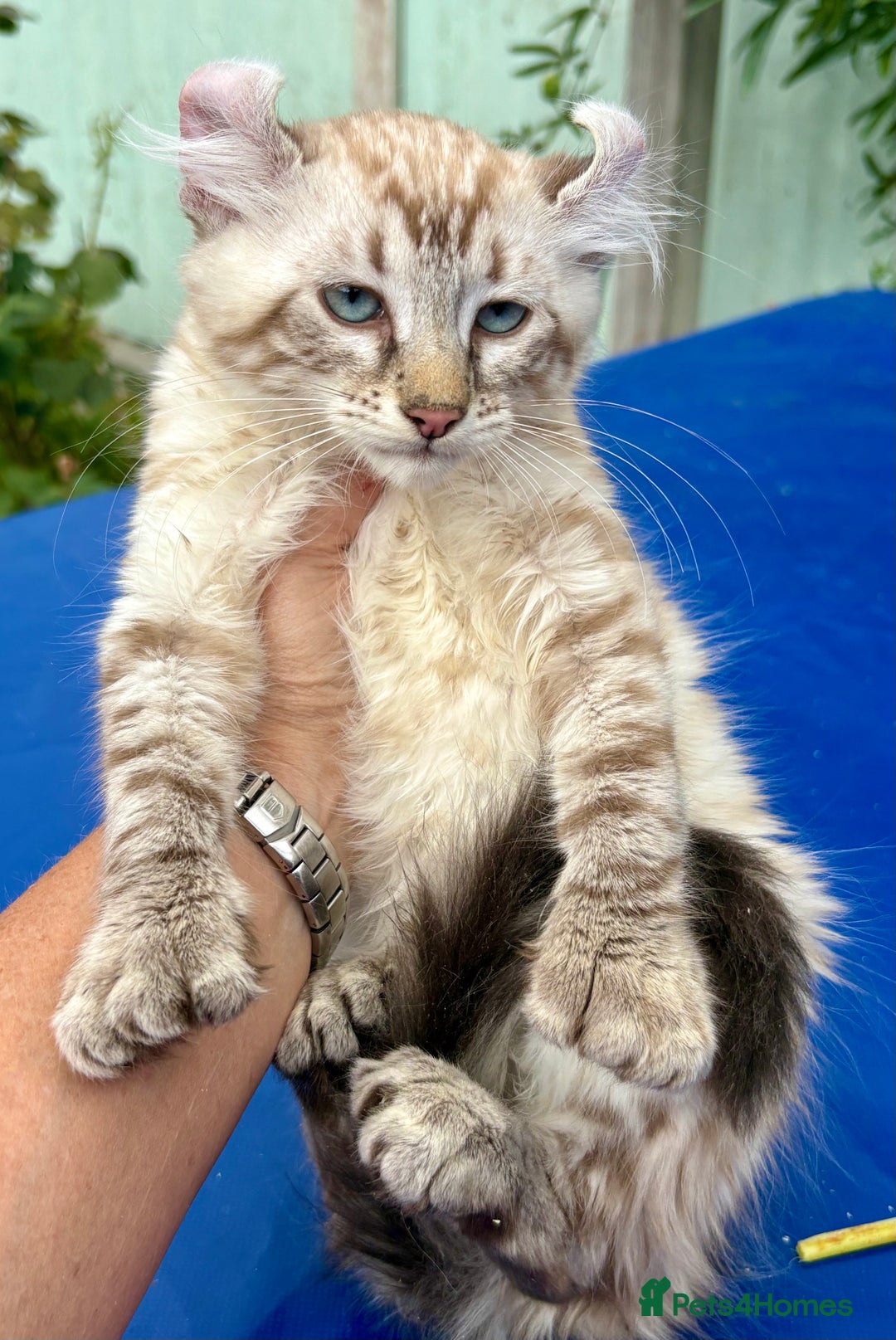 Keetso cats for sale: Stunning polydactyl longhaired snow leopard Keetso - Image 31