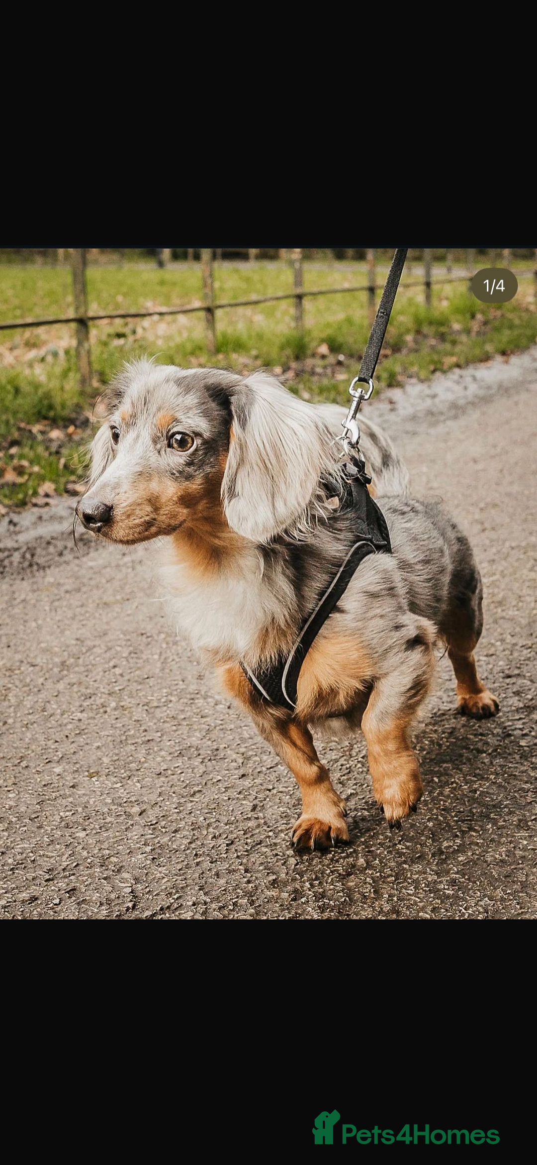 Dachshund dogs for sale: Miniature longhair dachshund puppies kc reg - Advert 12