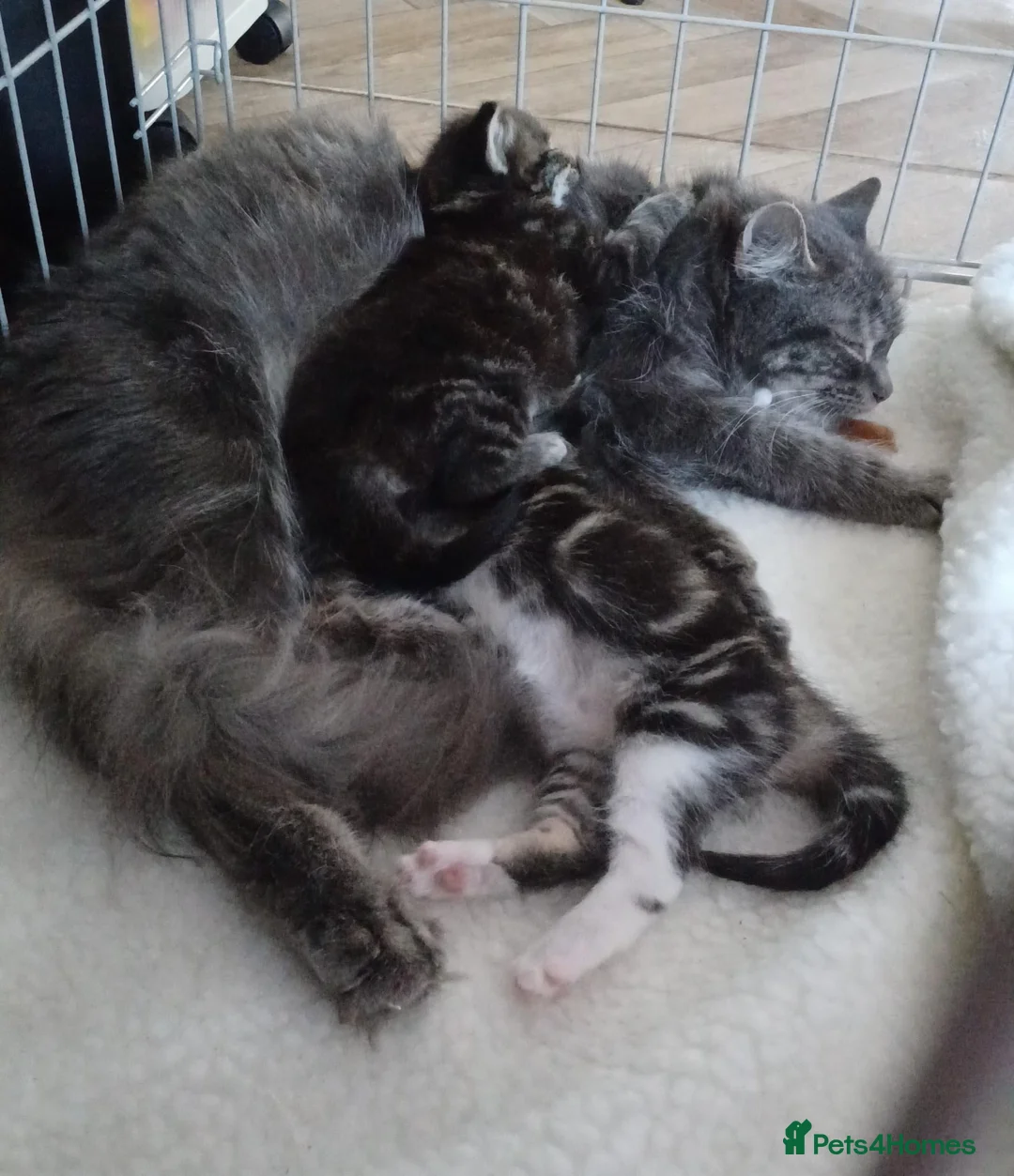 Mixed Breed cats for sale: Female kitten  - Advert 2