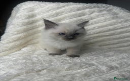 Ragdoll cats for sale: Ragdoll Bluepoint kittens - Image 5