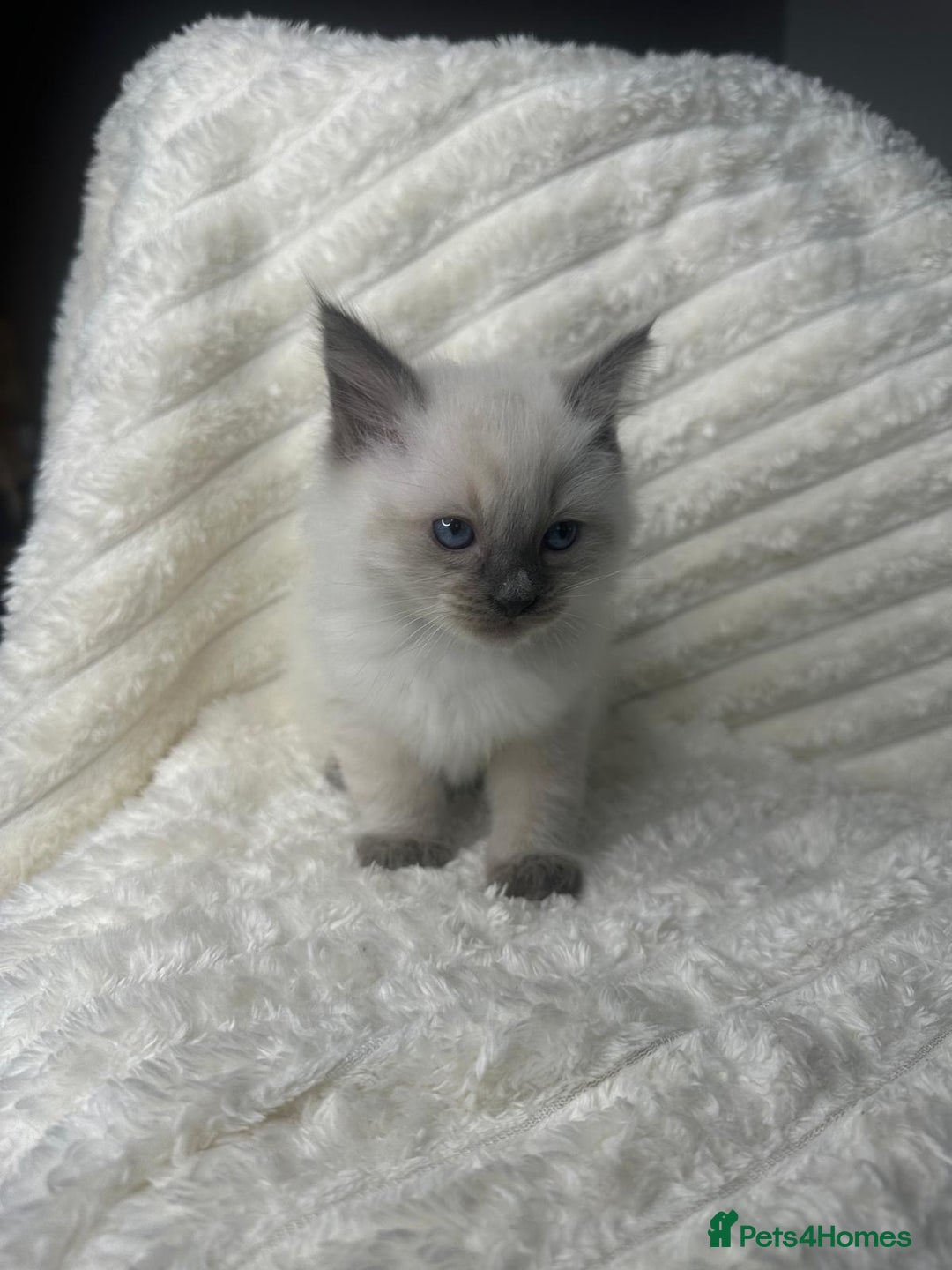 Ragdoll cats for sale: Ragdoll Bluepoint kittens - Image 5