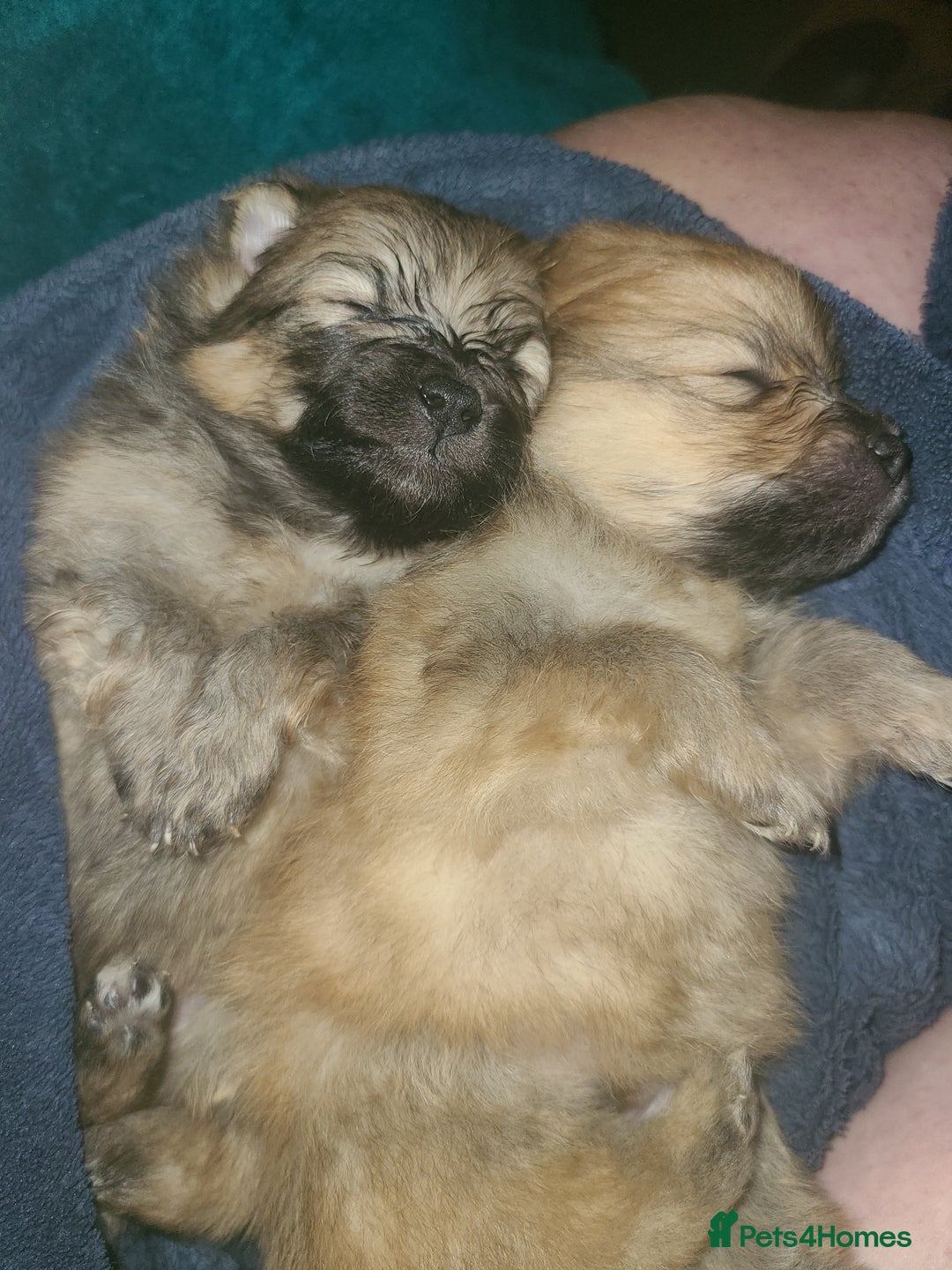Pomeranian dogs for sale: Pomeranian puppies  - Image 1