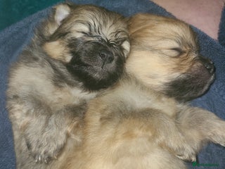Pomeranian dogs - Advert 4