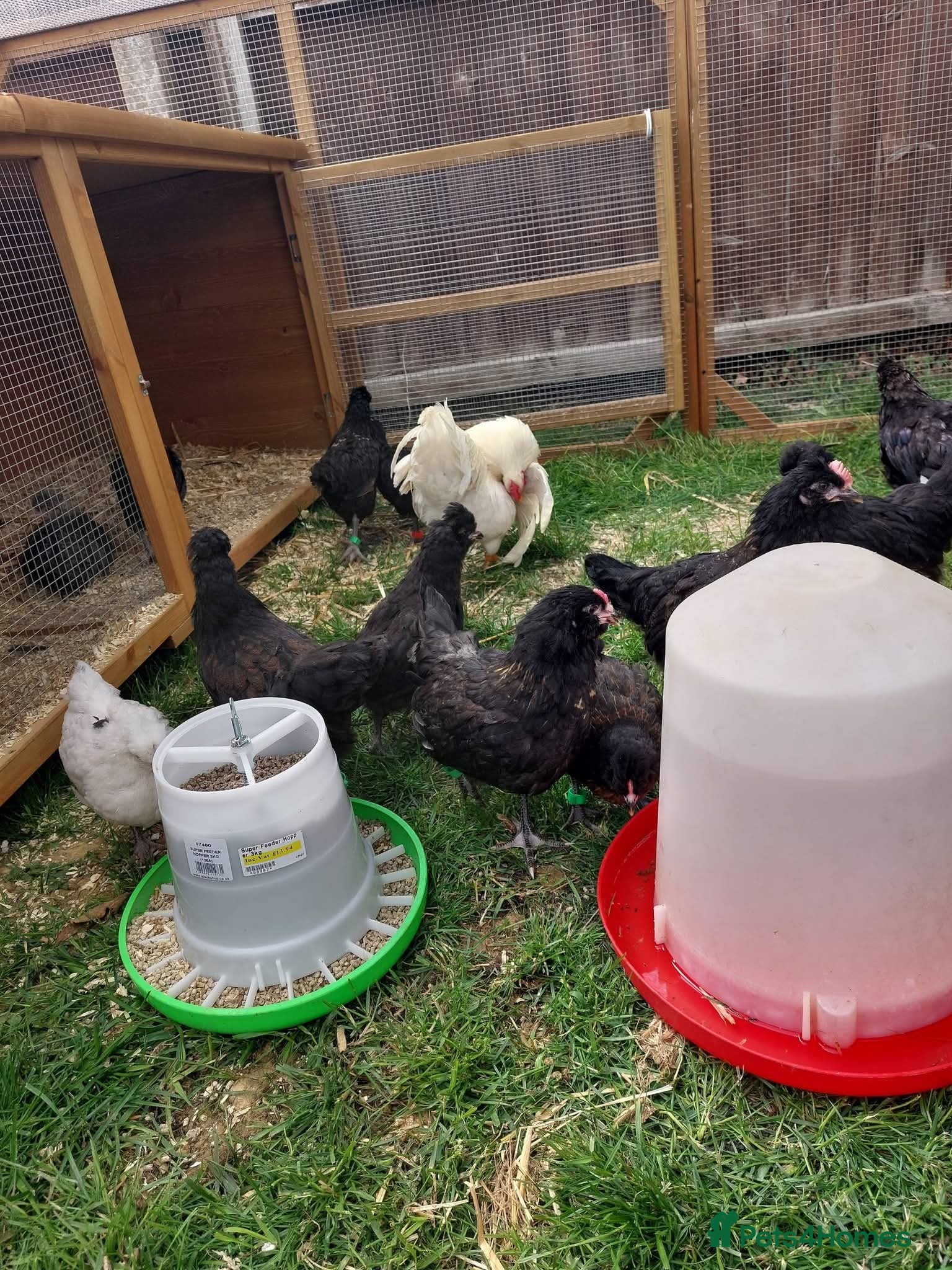 Chickens poultry for sale: Chickens and chicks - Advert 2