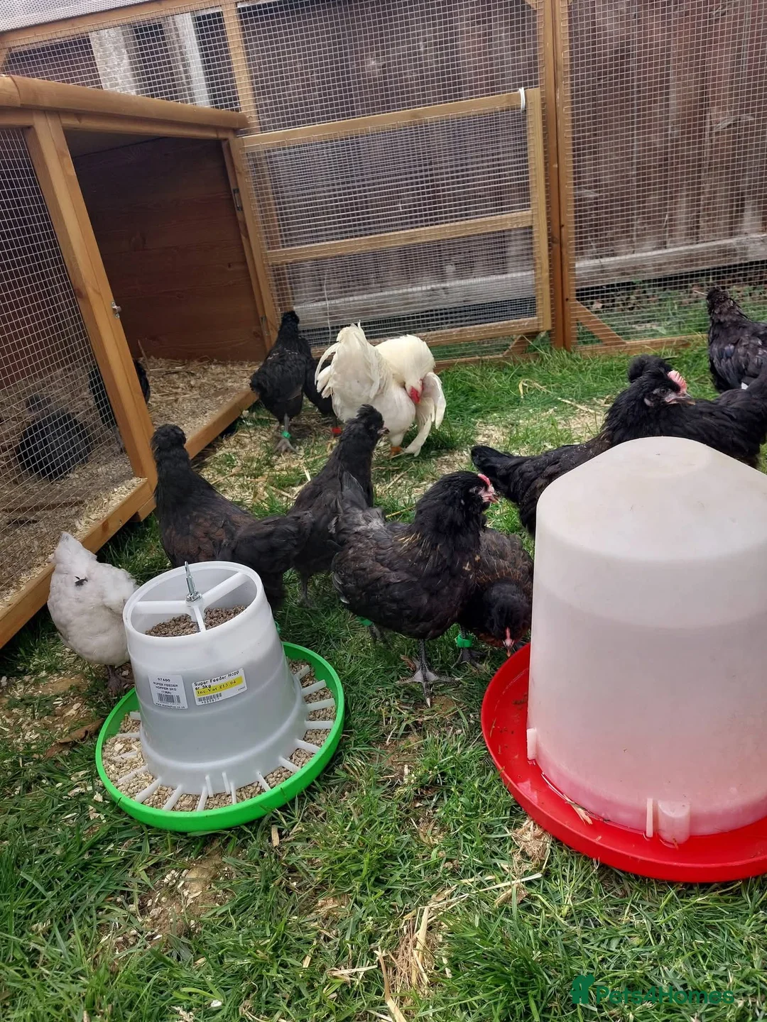 Chickens poultry for sale: Chickens and chicks - Advert 1