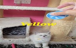 Ragdoll cats for sale: Pure Ragdoll Kittens (Mitted) - Image 10