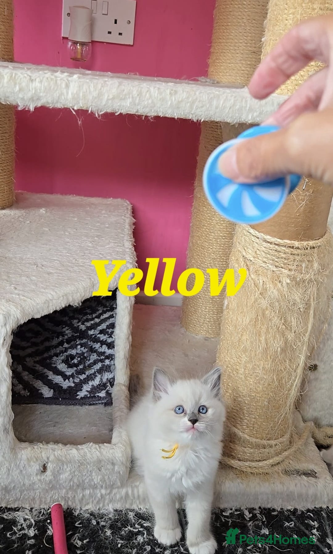 Ragdoll cats for sale: Pure Ragdoll Kittens (Mitted) - Image 10